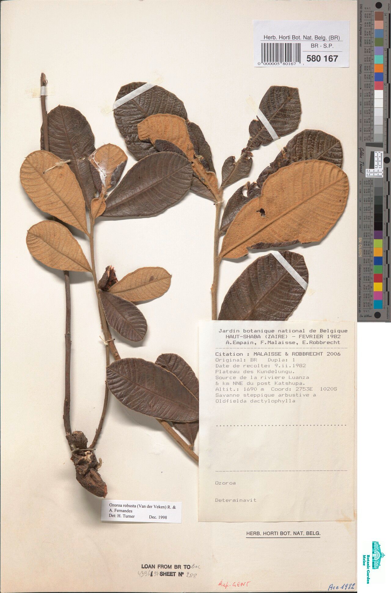 Ozoroa robusta — search result for 'Ozoroa'