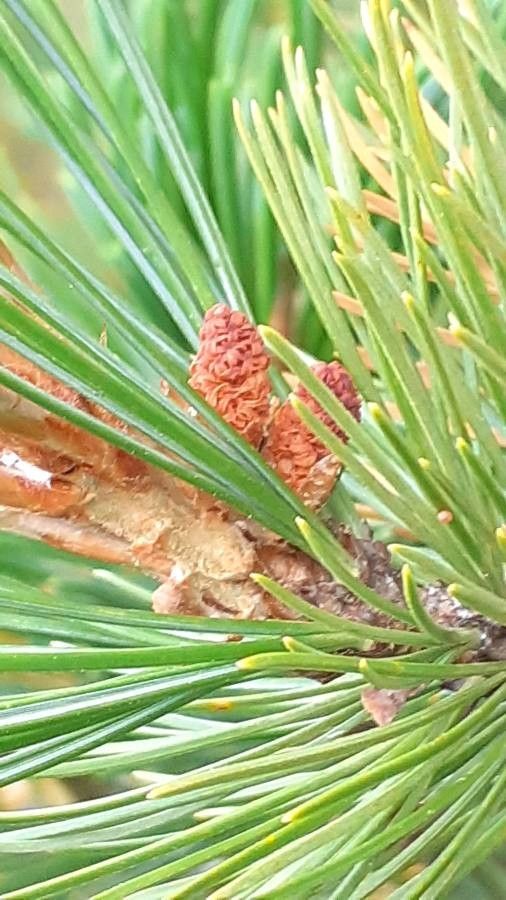 Pinus cembra flower