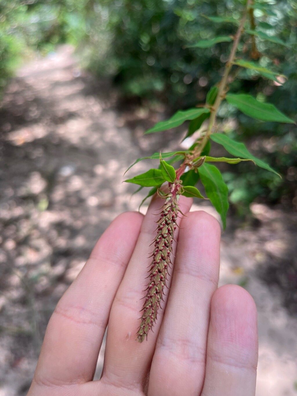 Mabea angustifolia flower