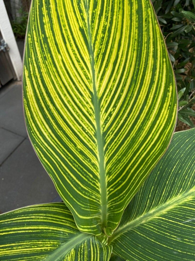 Canna paniculata — search result for 'Musa'