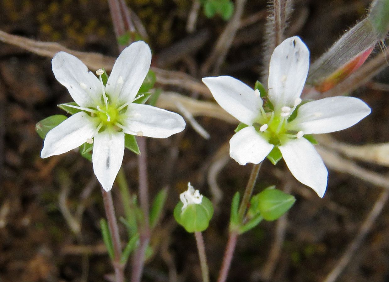 Arenaria controversa flower
