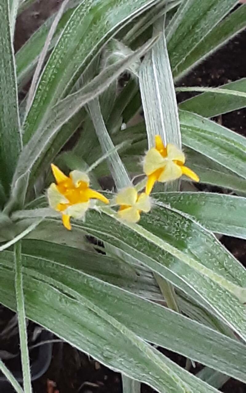 Hypoxis hemerocallidea flower