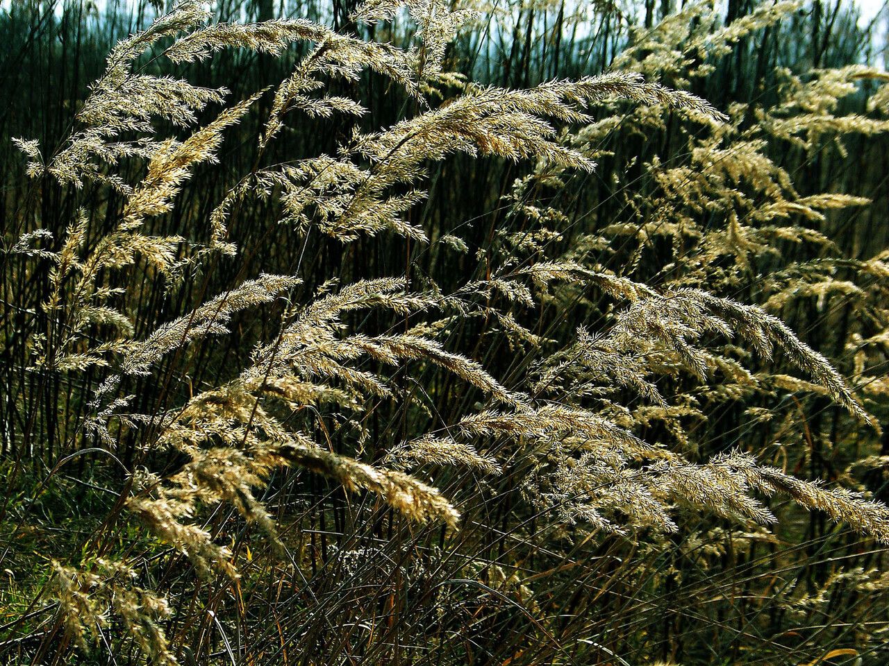 Calamagrostis epigejos fruit