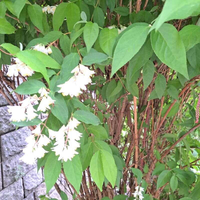 Deutzia parviflora flower