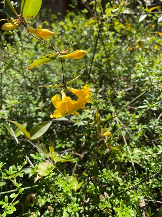 Gelsemium rankinii — related species from the same genus