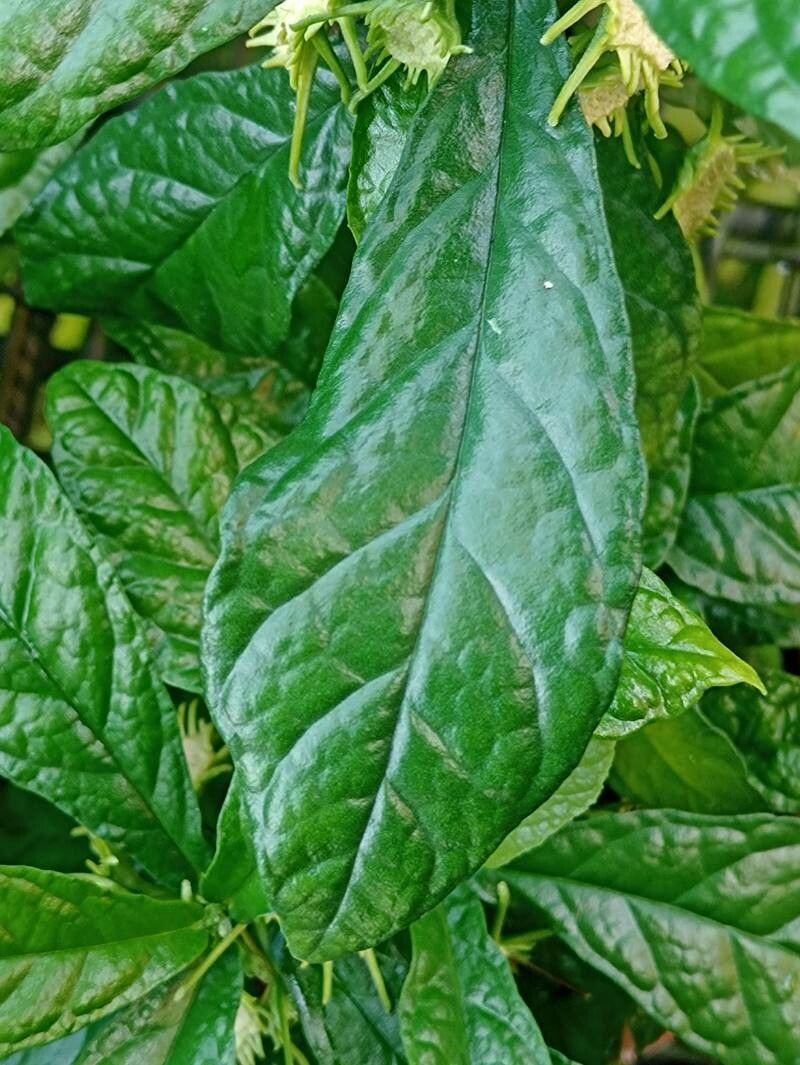 Dorstenia convexa — search result for 'Dorstenia'
