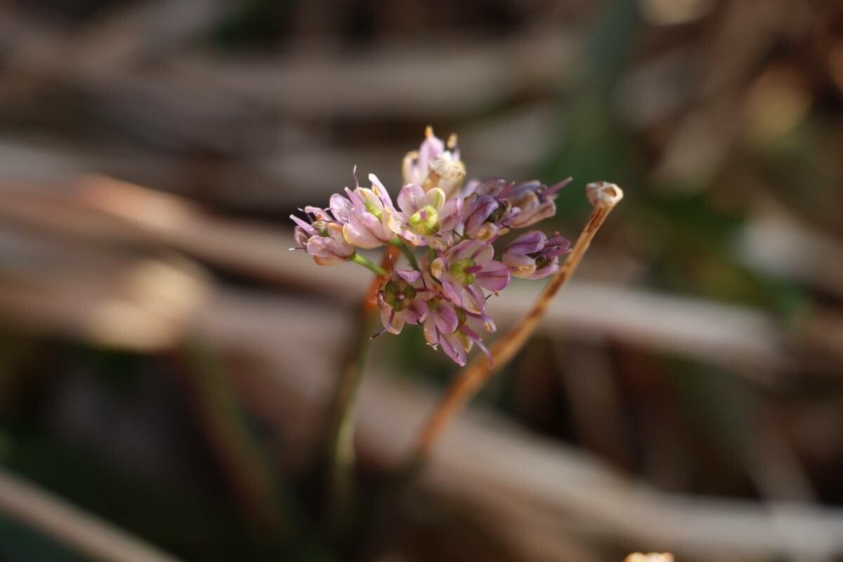 Allium litorale — houseplant care guide