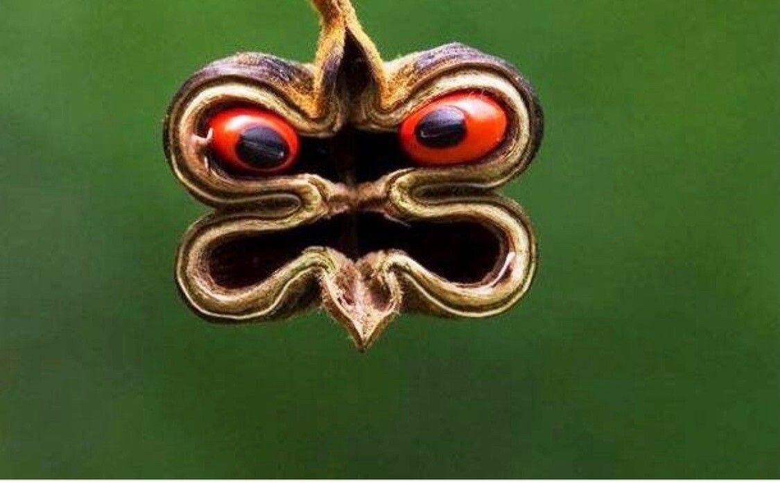 Ormosia arborea fruit