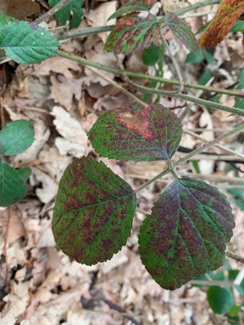 Rubus saltuum leaf