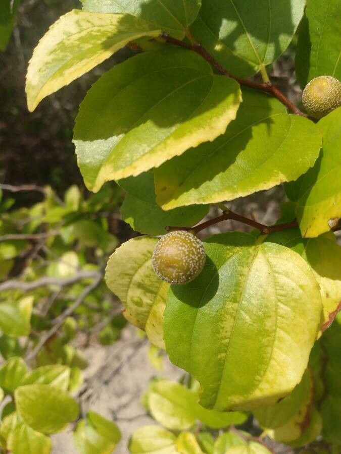 Ziziphus joazeiro fruit