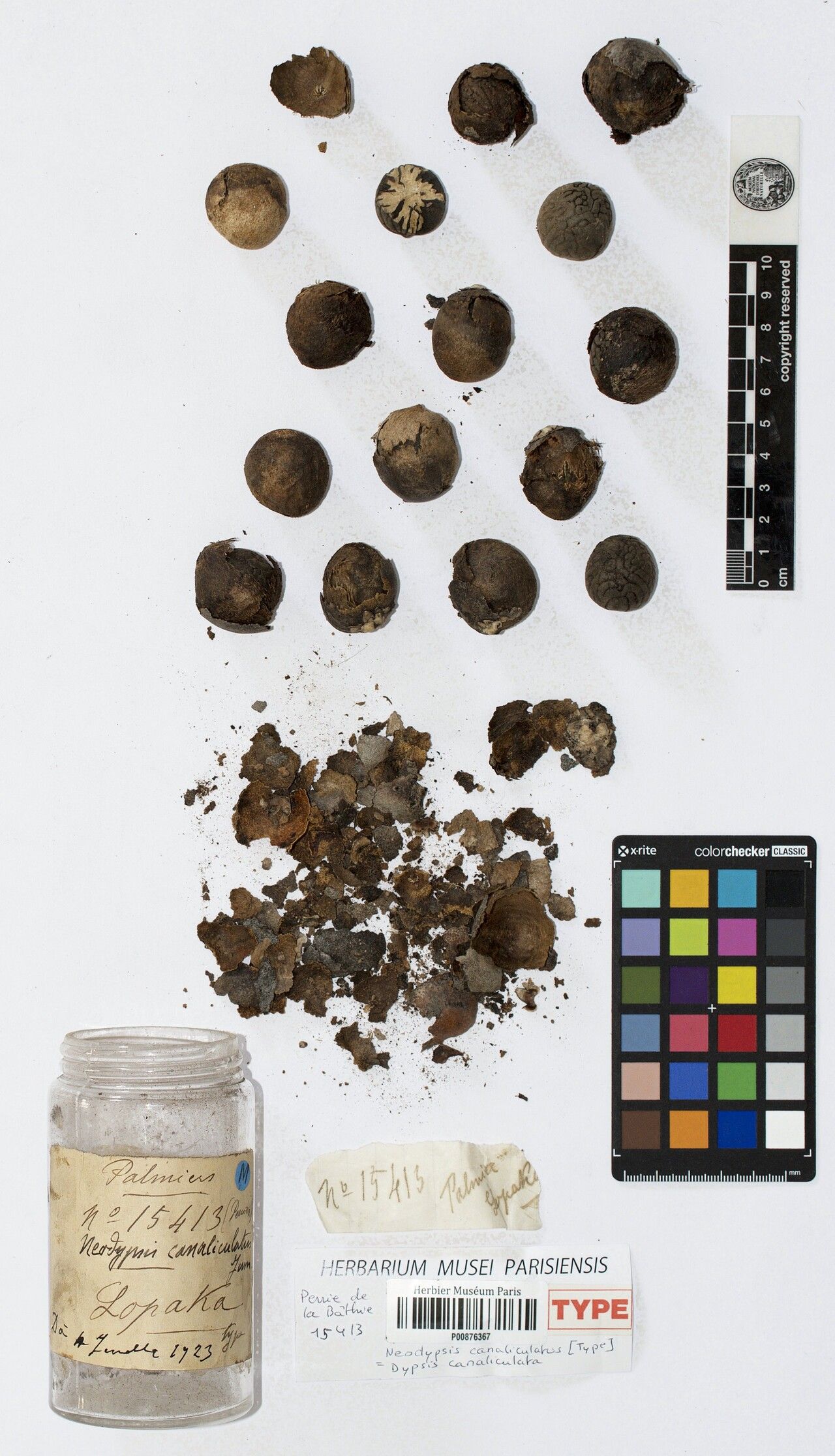 Dypsis canaliculata — houseplant care guide