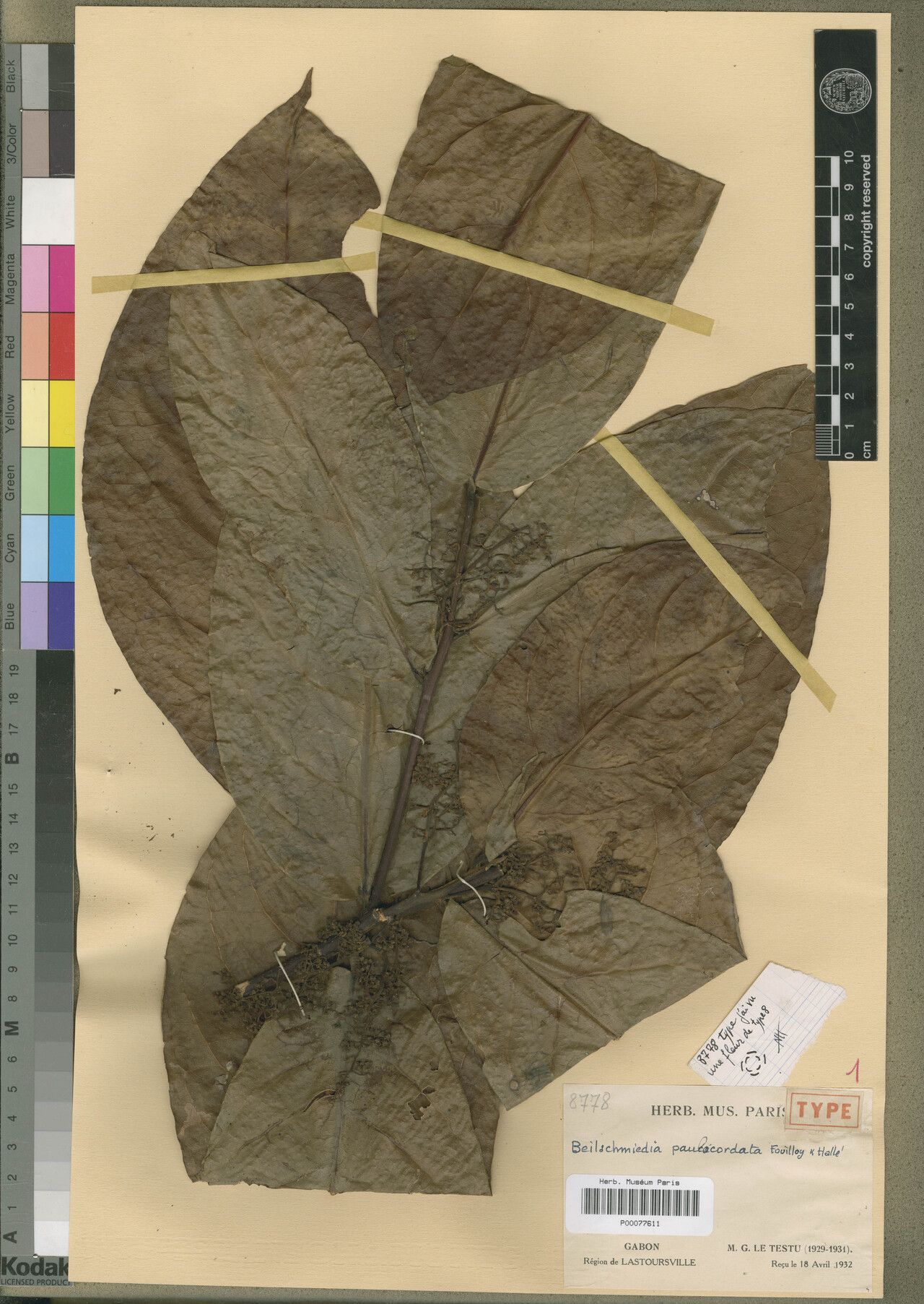 Beilschmiedia paulocordata — houseplant care guide