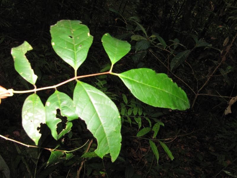 Inga pezizifera leaf