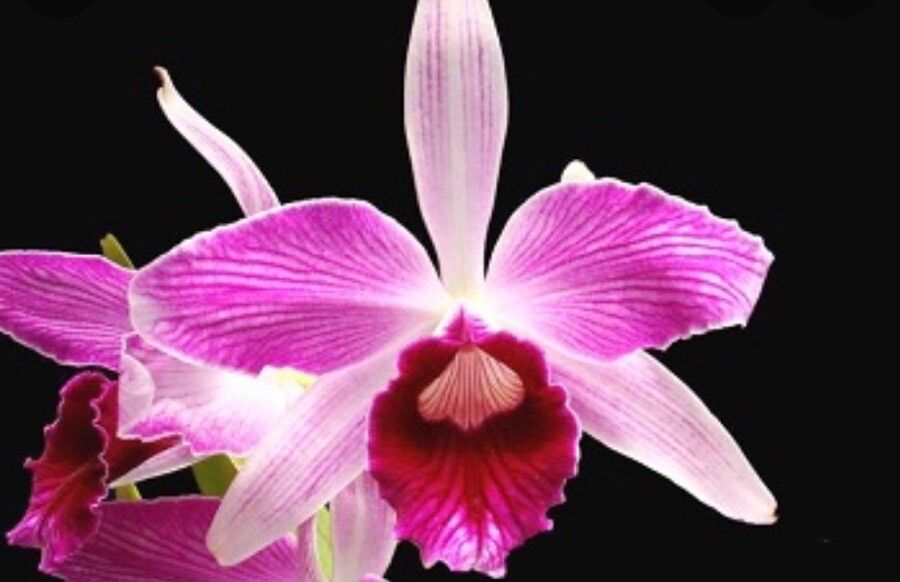 Cattleya purpurata flower