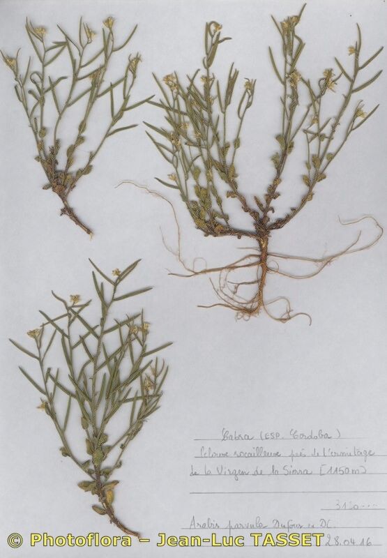 Arabis parvula — houseplant care guide