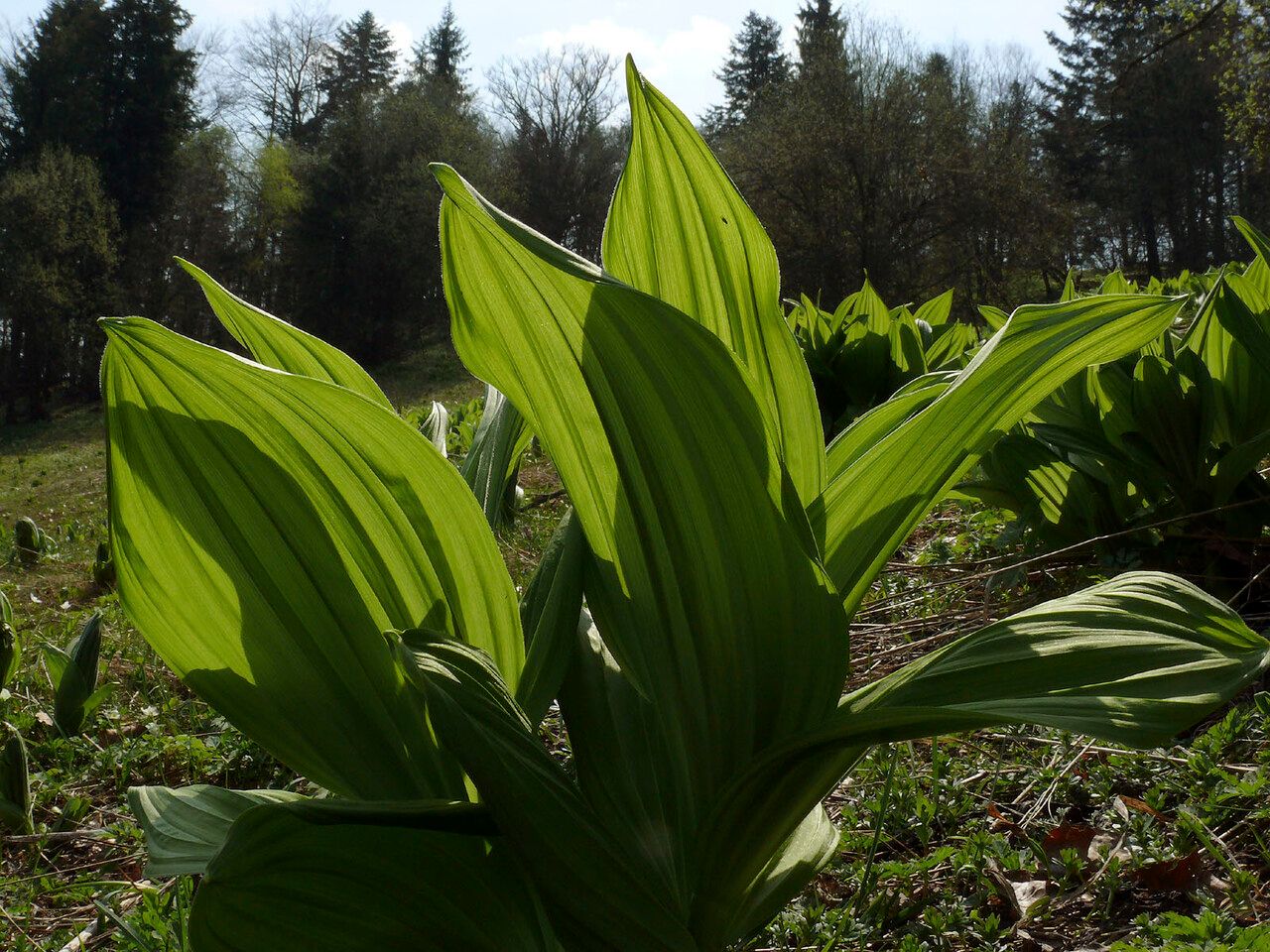 Veratrum lobelianum leaf