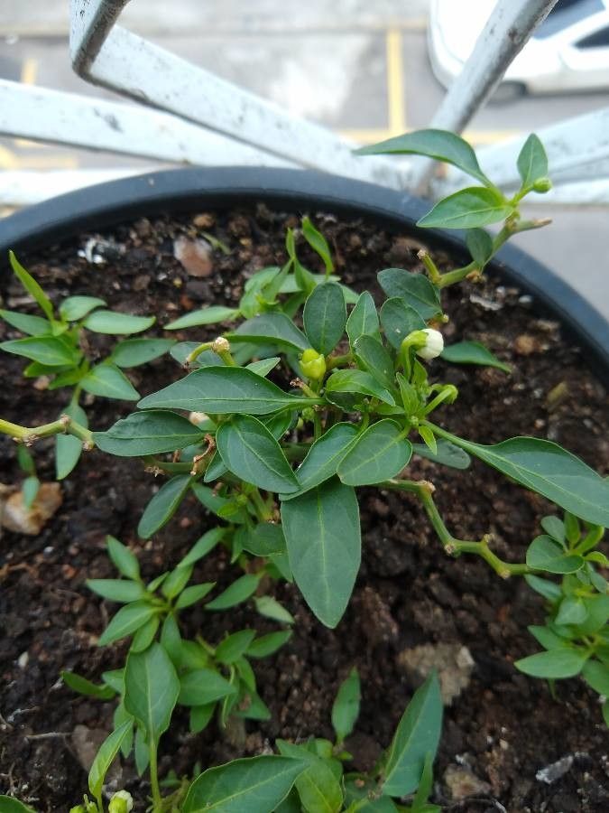 Pimenta adenoclada leaf