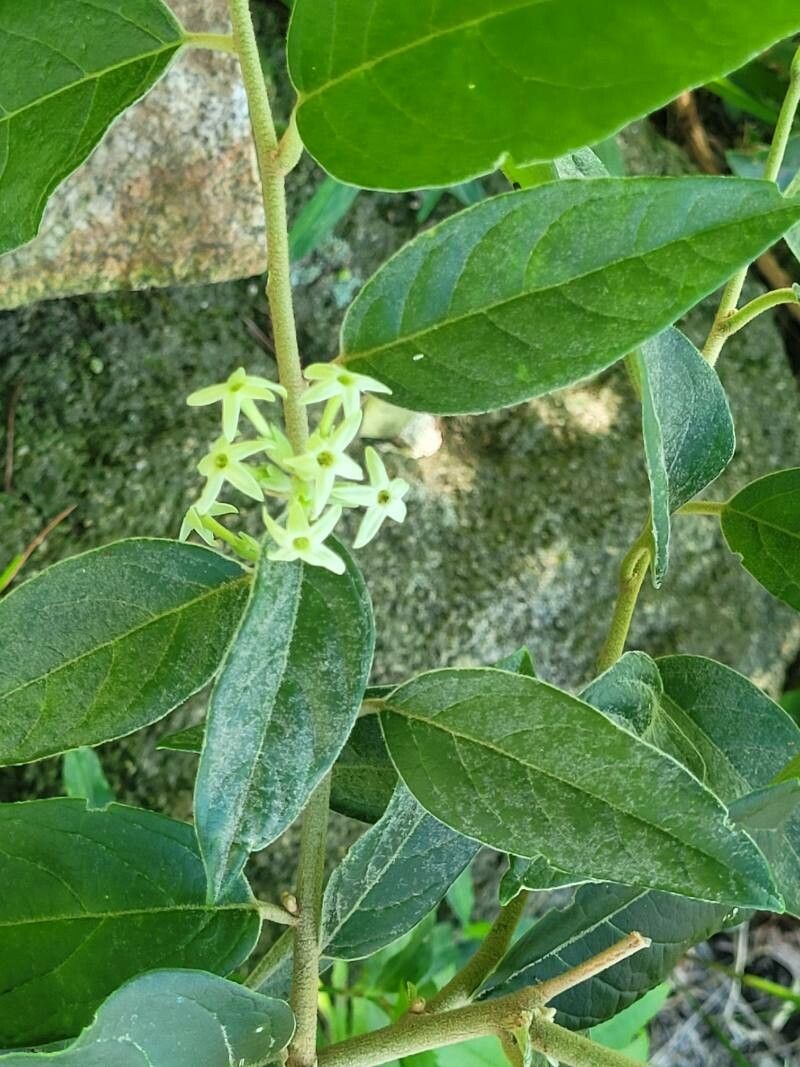 Cestrum strigillatum flower