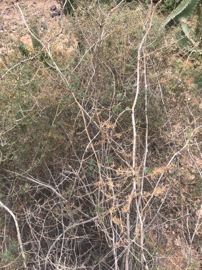 Asparagus nesiotes habit