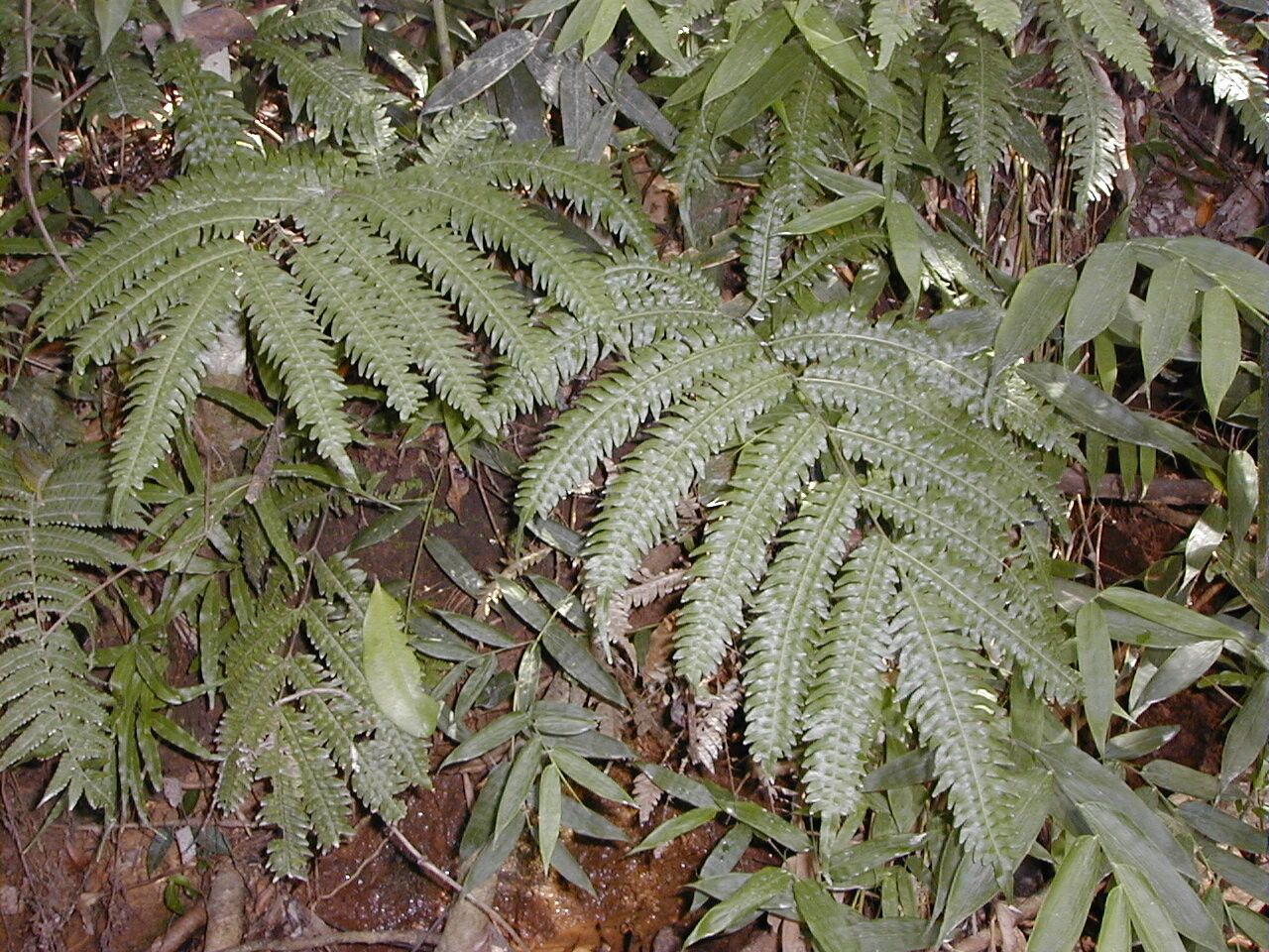 Pteris geminata — search result for 'Pteris'