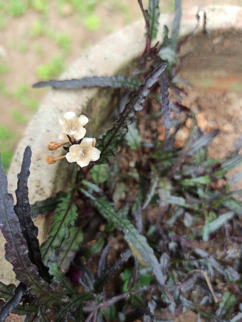 Strobilanthes sinuata flower