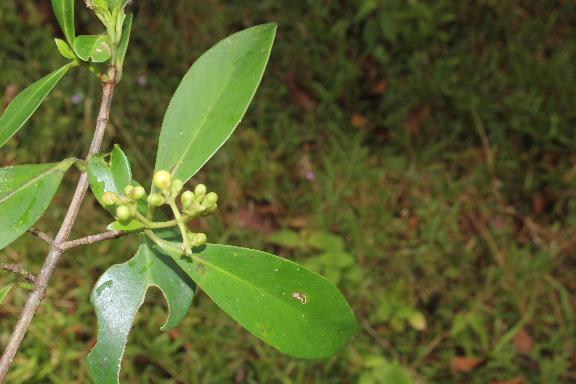 Clusia cylindrica — search result for 'Clusia'