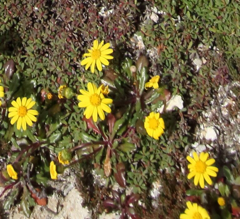 Senecio transiens flower