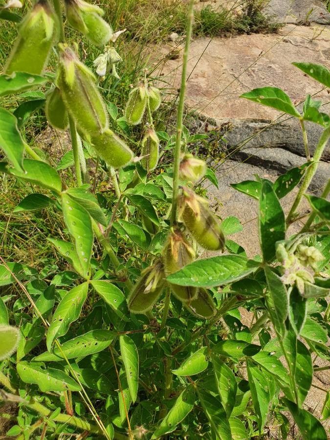 Crotalaria polysperma leaf