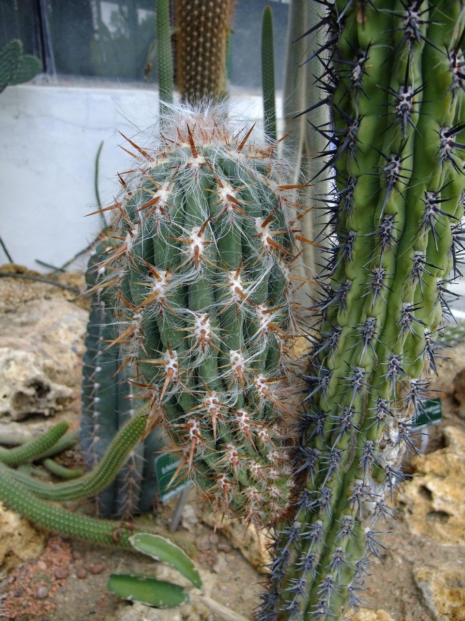 Echinopsis uyupampensis habit