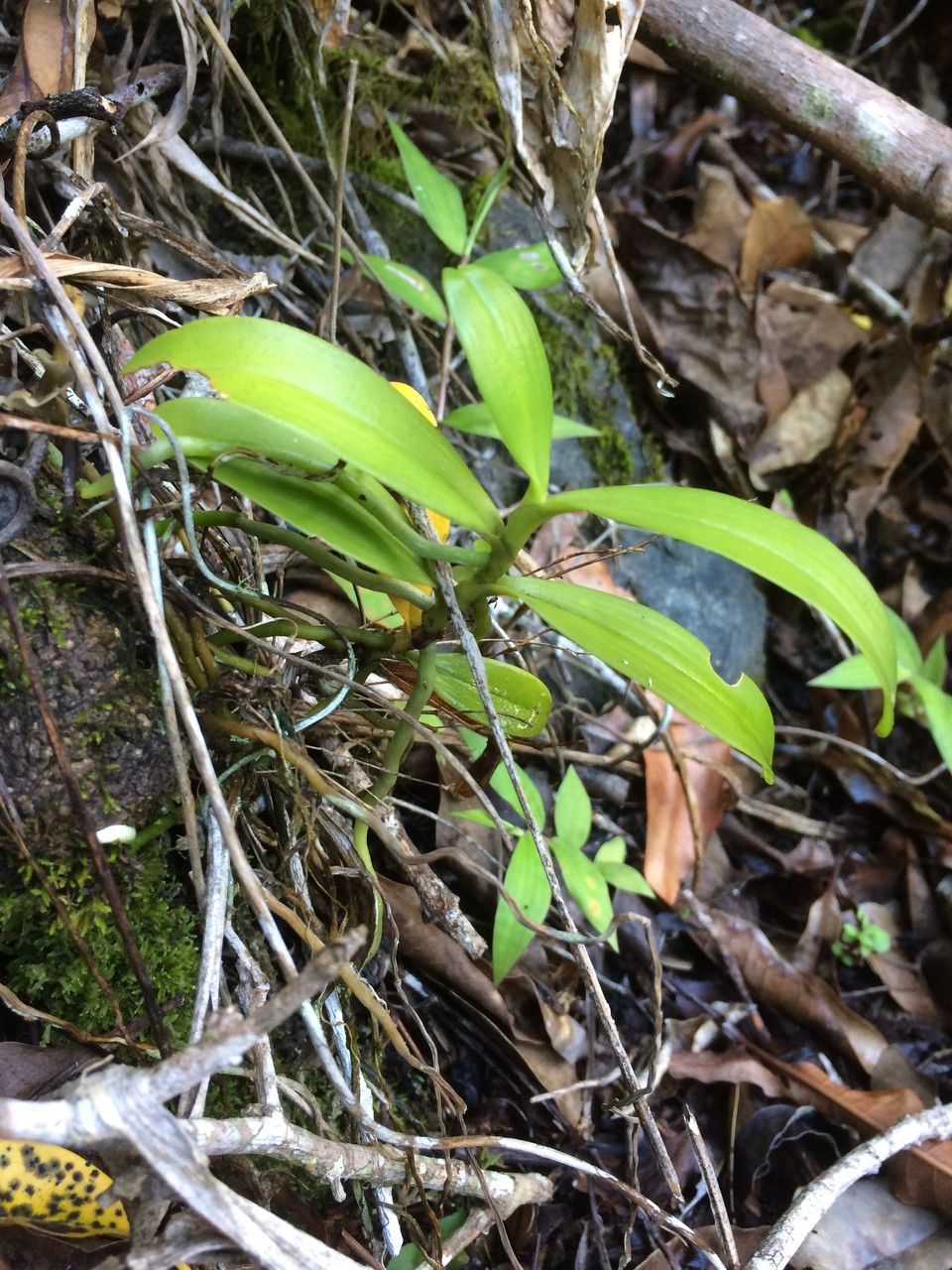 Angraecum caulescens habit