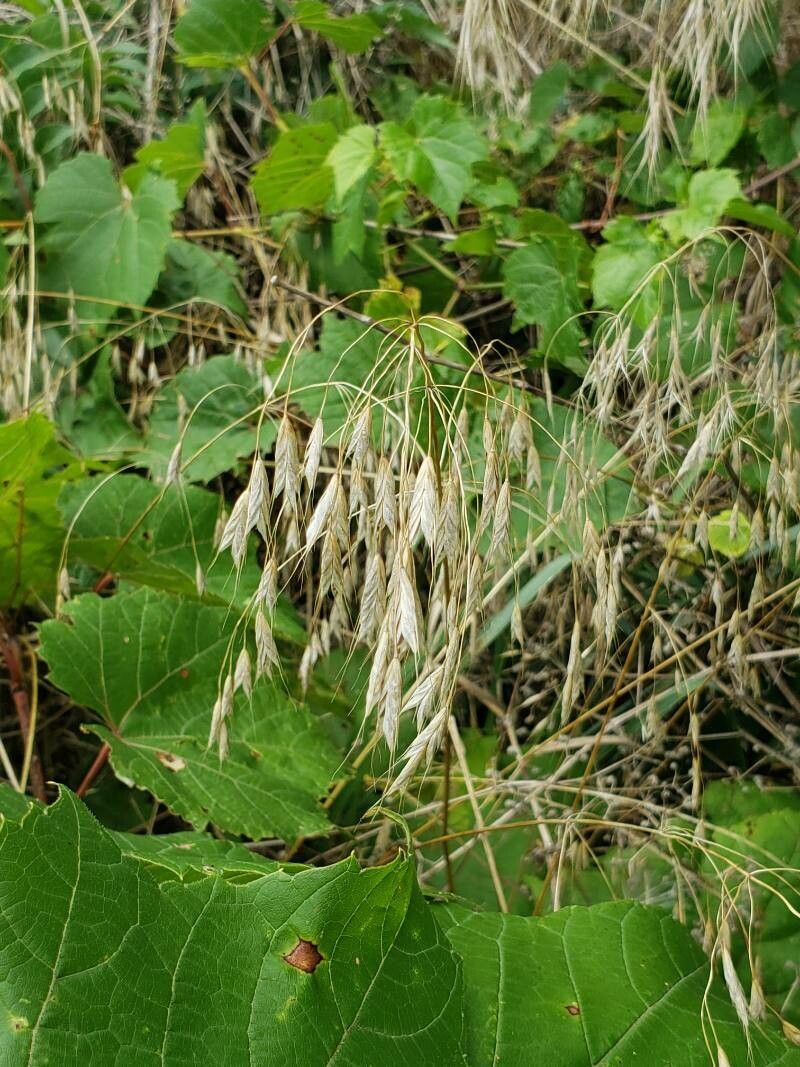 Bromus arvensis fruit