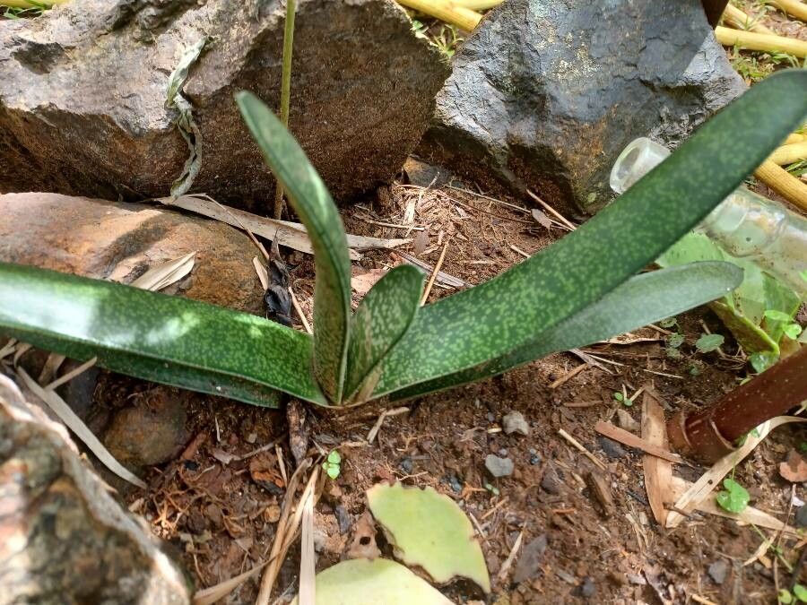 Gasteria obliqua flower