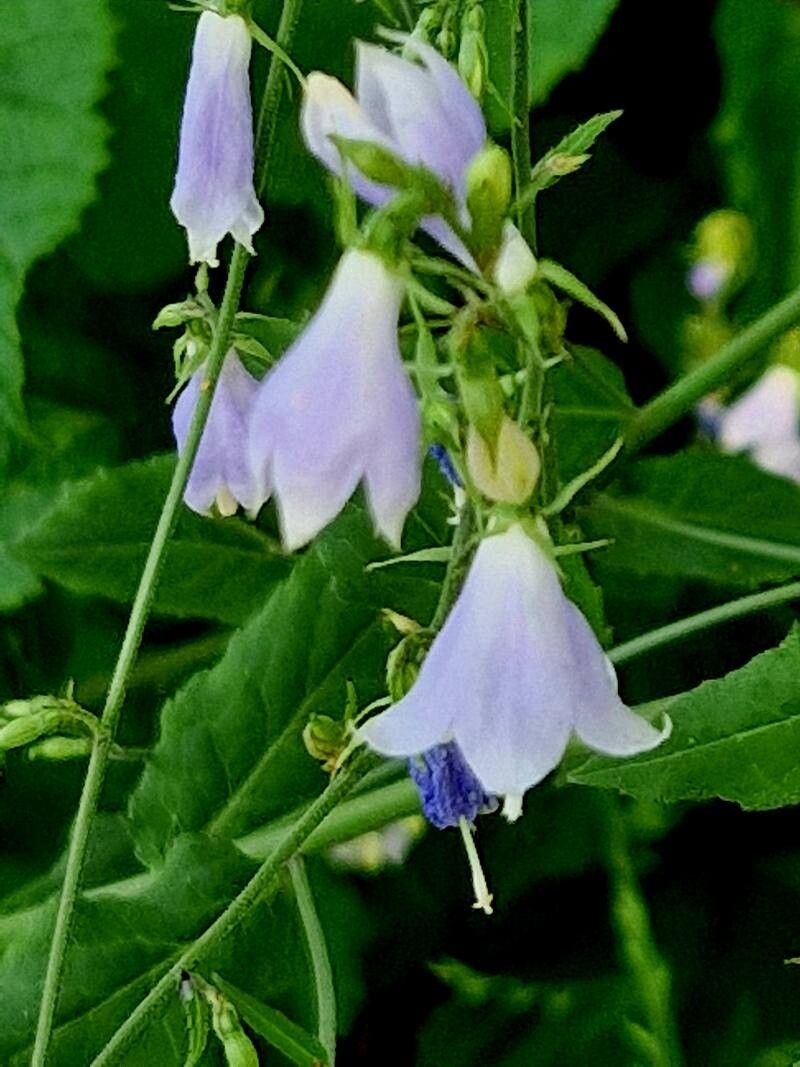 Adenophora pereskiifolia flower