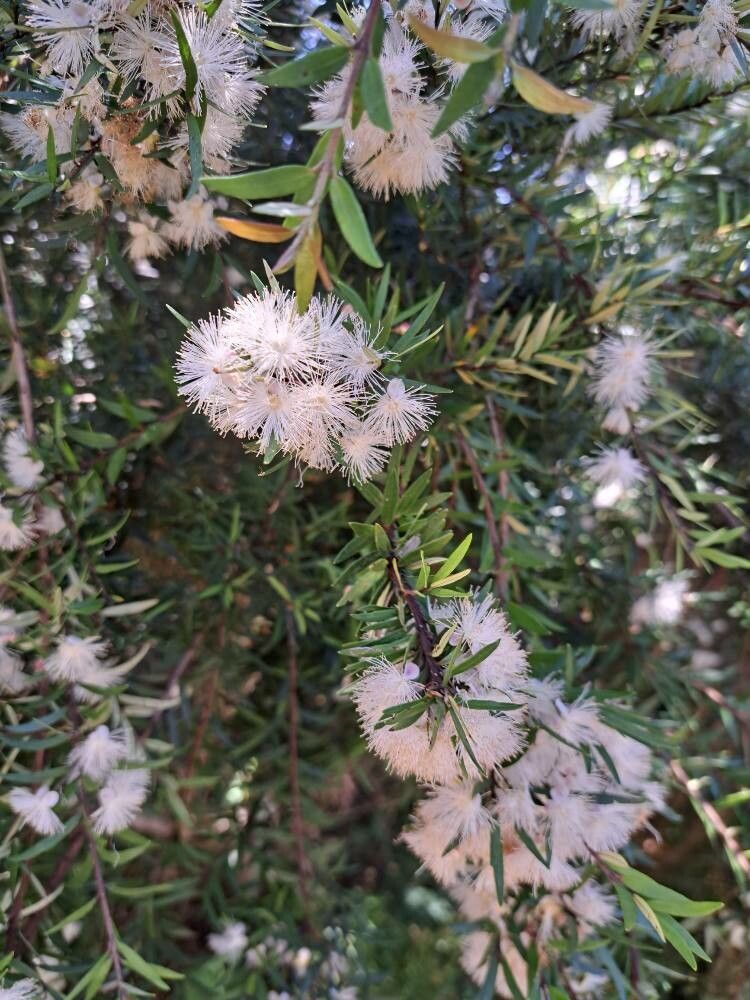 Myrceugenia lanceolata — related species from the same genus