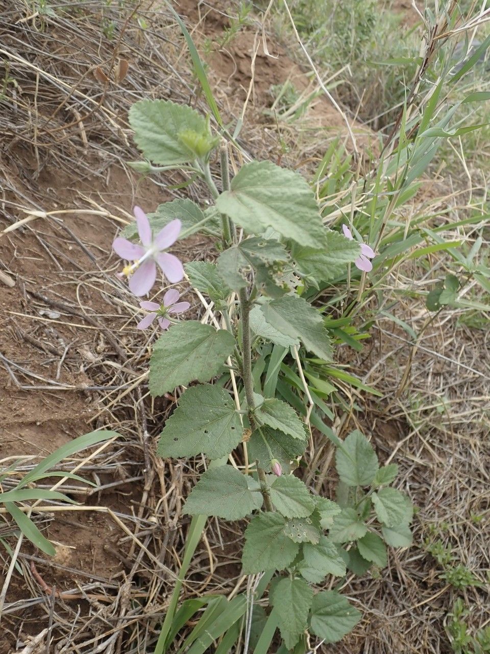 Hibiscus pycnostemon habit