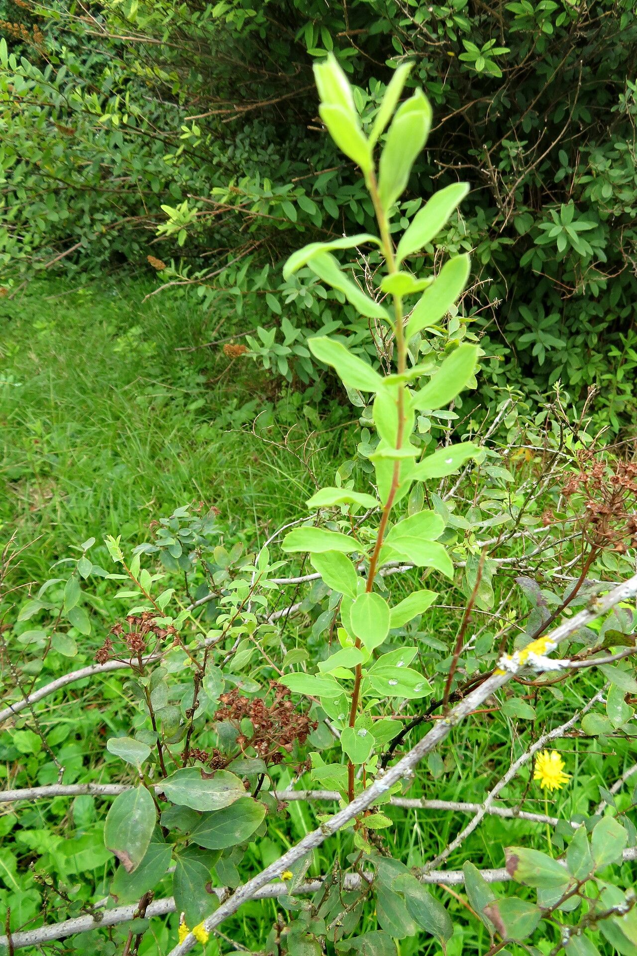 Spiraea × inflexa — search result for 'Spiraea'