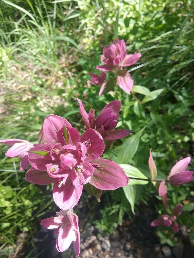 Castilleja rhexiifolia flower