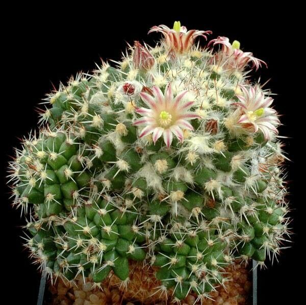 Mammillaria knippeliana — houseplant care guide