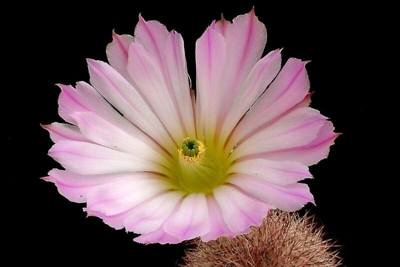 Echinocereus scopulorum flower