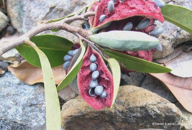 Xylopia pancheri fruit