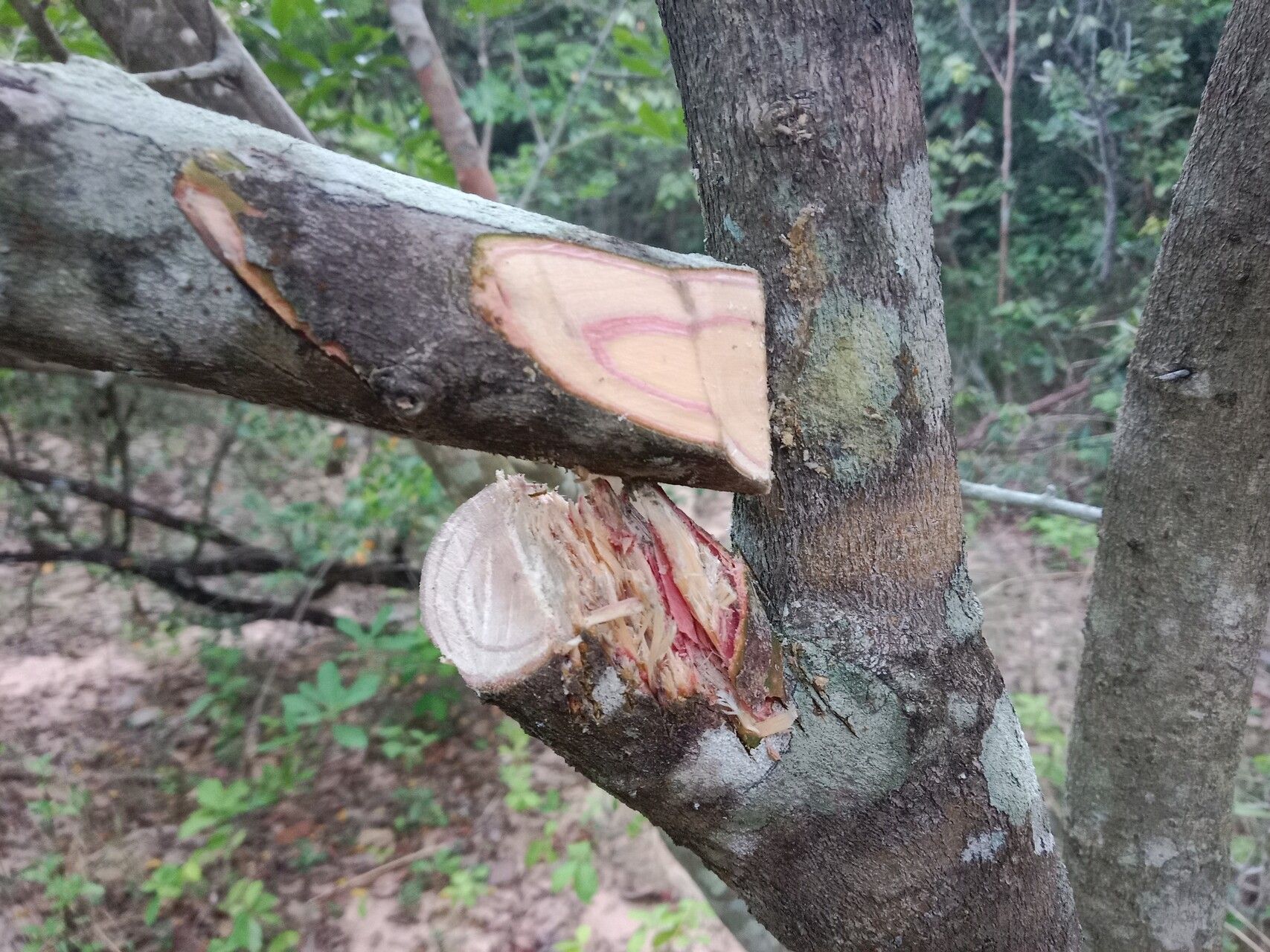 Salacia chinensis bark