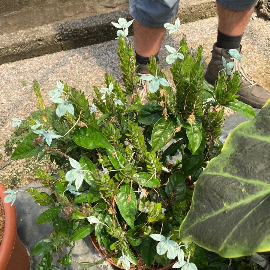 Ecbolium viride flower