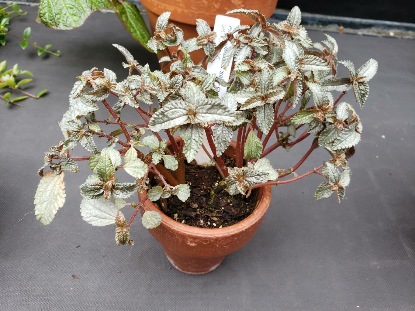 Pilea pubescens habit