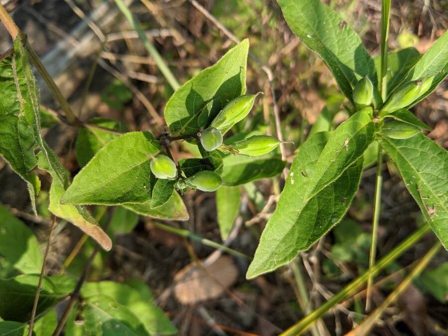 Ruellia humilis fruit