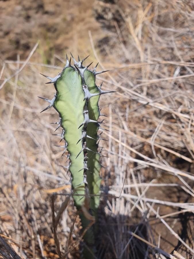 Euphorbia heterospina — houseplant care guide