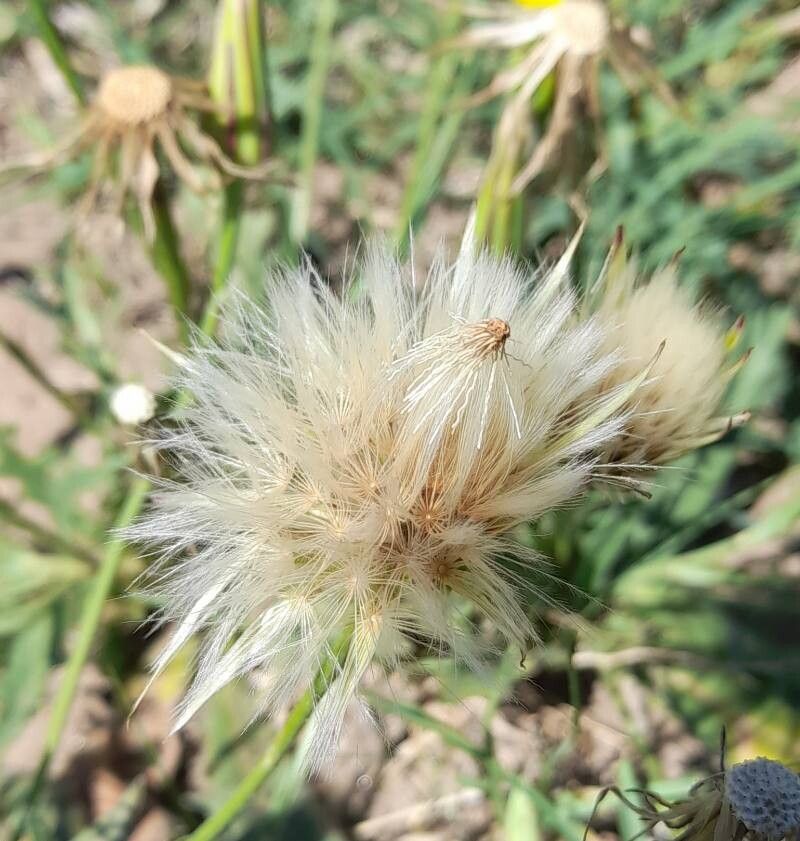 Hypochaeris pampasica fruit