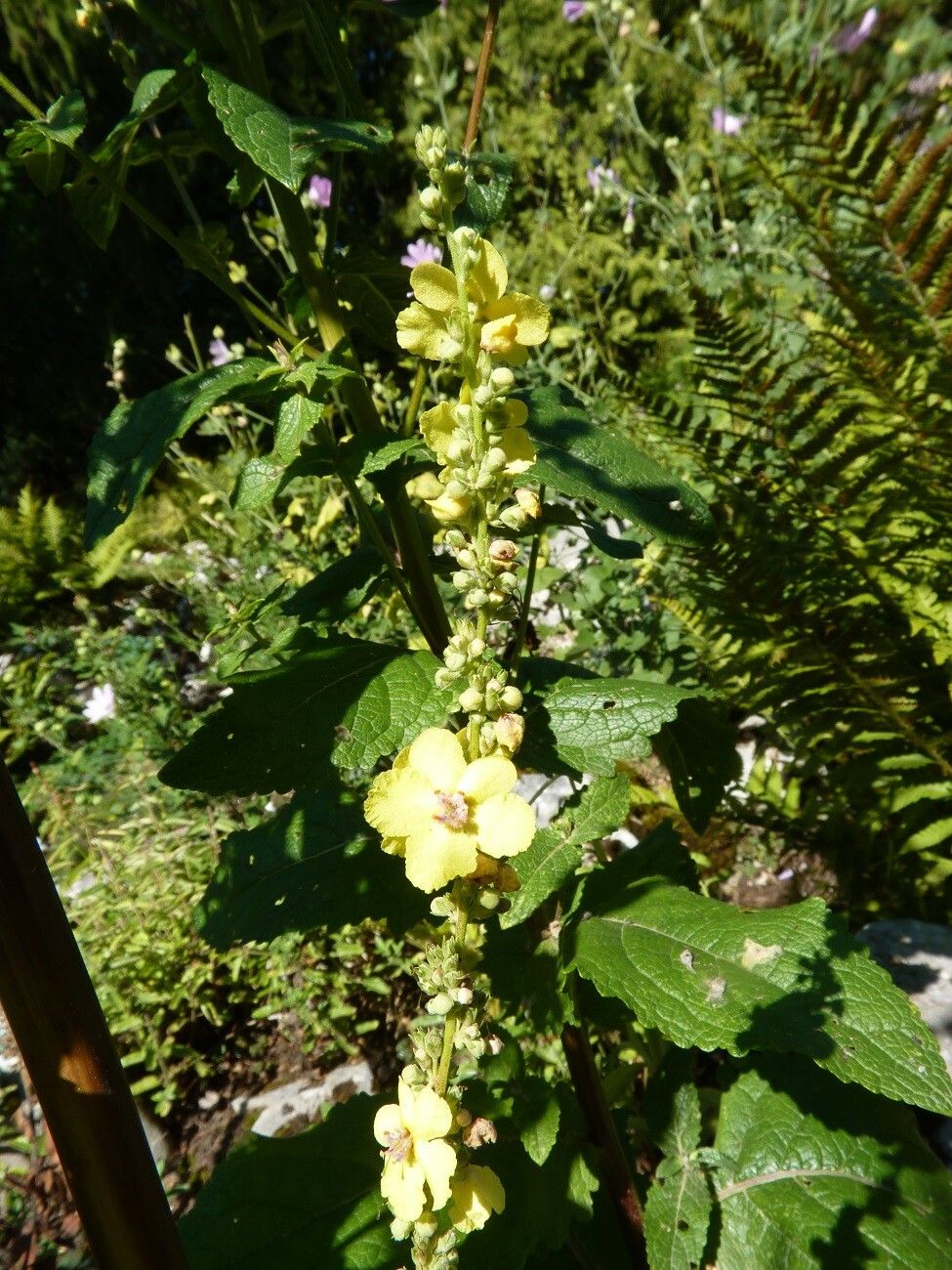 Verbascum banaticum habit