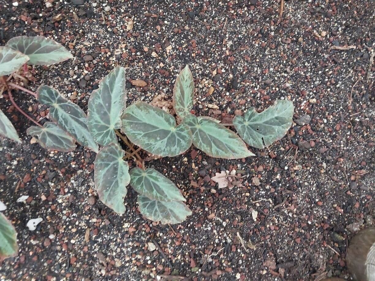 Begonia burkillii habit