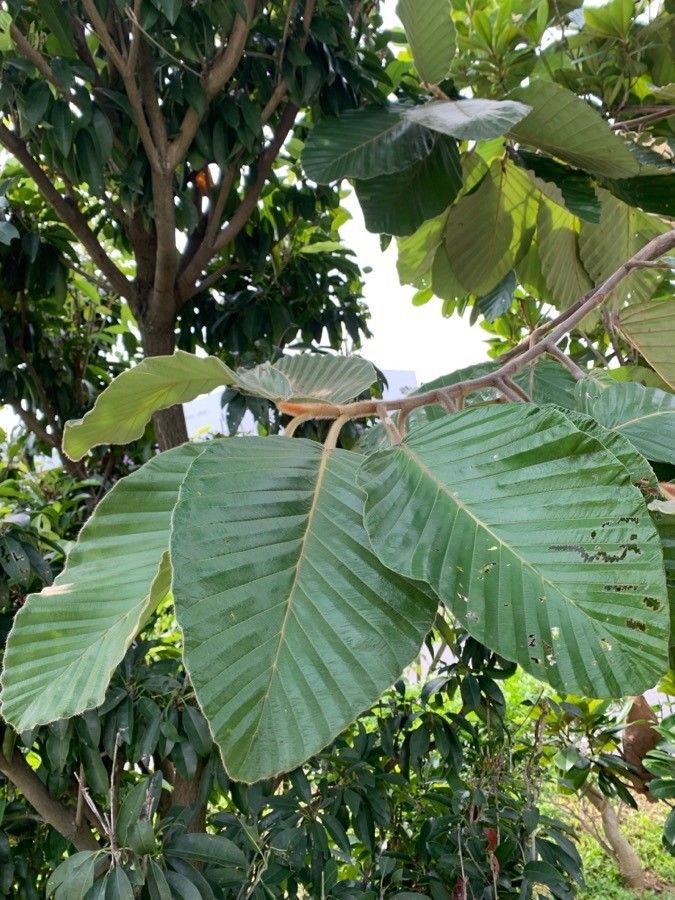 Dipterocarpus obtusifolius — search result for 'Dipterocarpus'