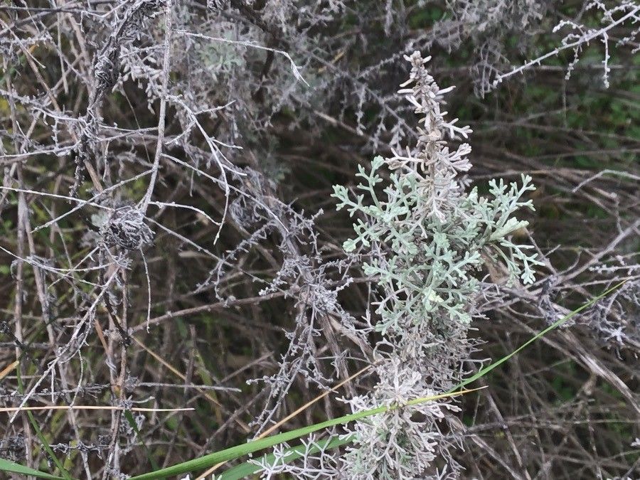 Artemisia ramosa — search result for 'Artemisia'
